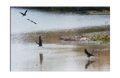 We flush heron as we leave the park