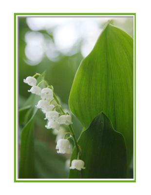 ... Lily of the Valley nestles in a dark corner under the tree.