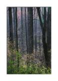 The Subtlety of Spring (Forest, trees, woods)