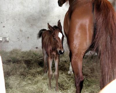 SlaughterCreekStables