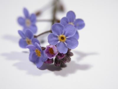 Forget-me-not: standard CP5700 macro