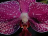 Orchid: original