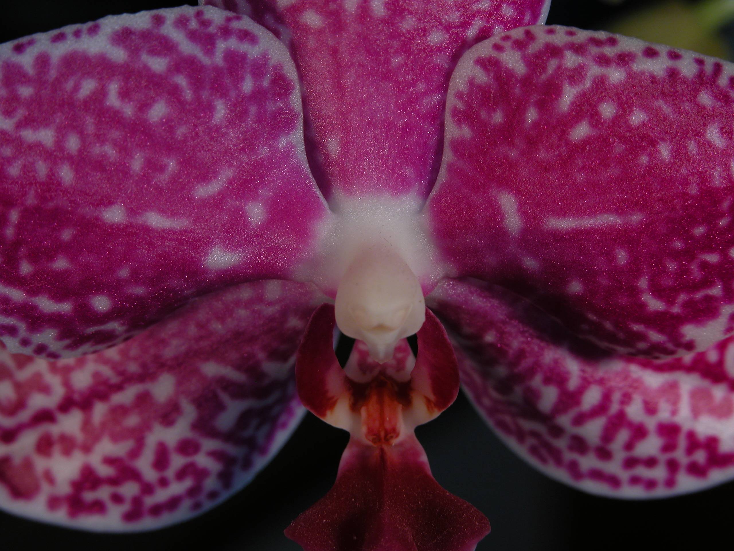 Orchid: original