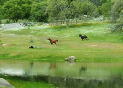 Horses At Flying O Ranch