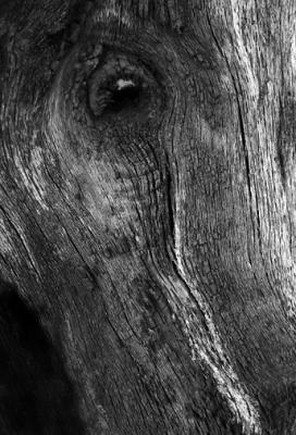 Horse Head In Wood