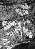 Infrared Spring Plant