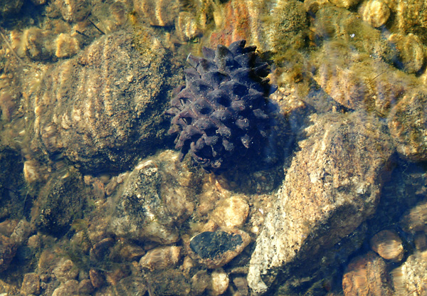 Pinecone-Under-Water.jpg