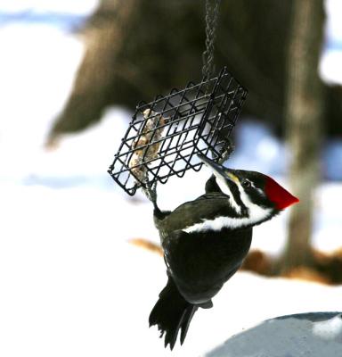 Pillated Woodpecker