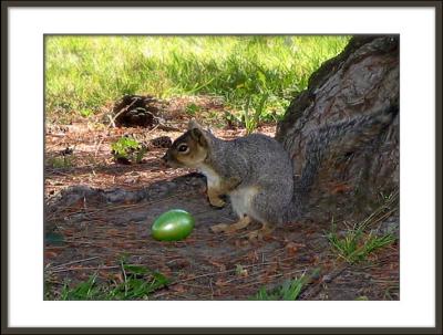 The Easter Squirrel
