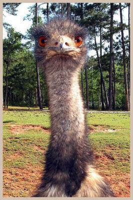 Safari Ostrich or Emu?