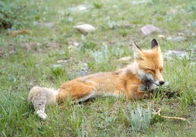 Fox Sleeping - Waterton Park Canada