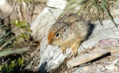 Young squirrel - Waterton Park Canada