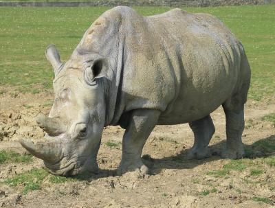 Rhetorical Rhino