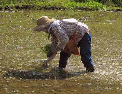 Planting rice.jpg