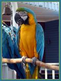 The Salty Dogs Parrot