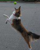 Leaping Leo