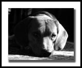 <b>Dog Daze</b>
