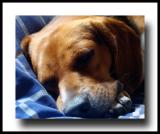 <b>Let Sleeping Dogs Lay</b>
