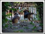 <b>The Grass Is Always Greener...</b>
