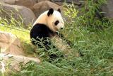 Panda Bear at Zoo Atlanta