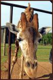 Giraffe - Animal Safari