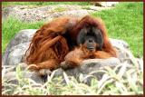 Orangutan at Zoo Atlanta