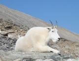 Mountain Goat