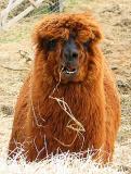 Oh - its an Alpaca