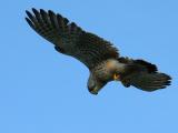 Kestrel