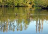 Reflections