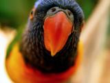 <b>Polly Wants What !</b><br><font size = 1>enoack