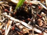 Ants