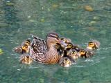 Fuzzy Ducklings