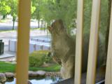 Window Inspector