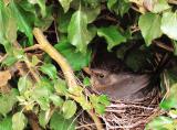 Mother Blackbird