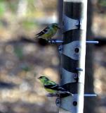 Gold Finches