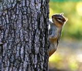 Chipmunk
