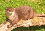Im Otter Here