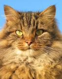 Cat-hexis