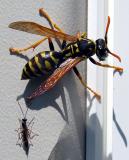Wasp