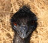 Emu