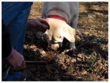 French Truffles Dog
