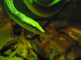 Red-tailed Rat snake.jpg