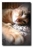 + + +sweet dream+ + +