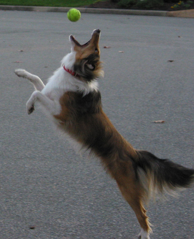 Leaping Leo