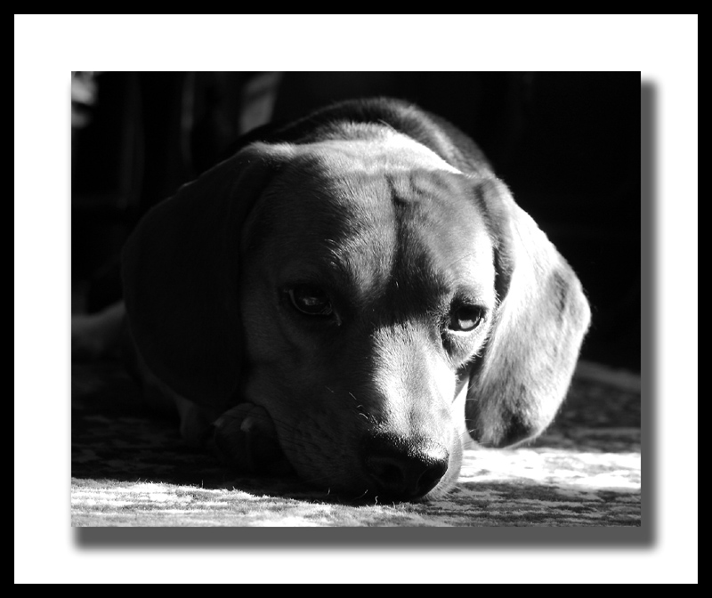 <b>Dog Daze</b>