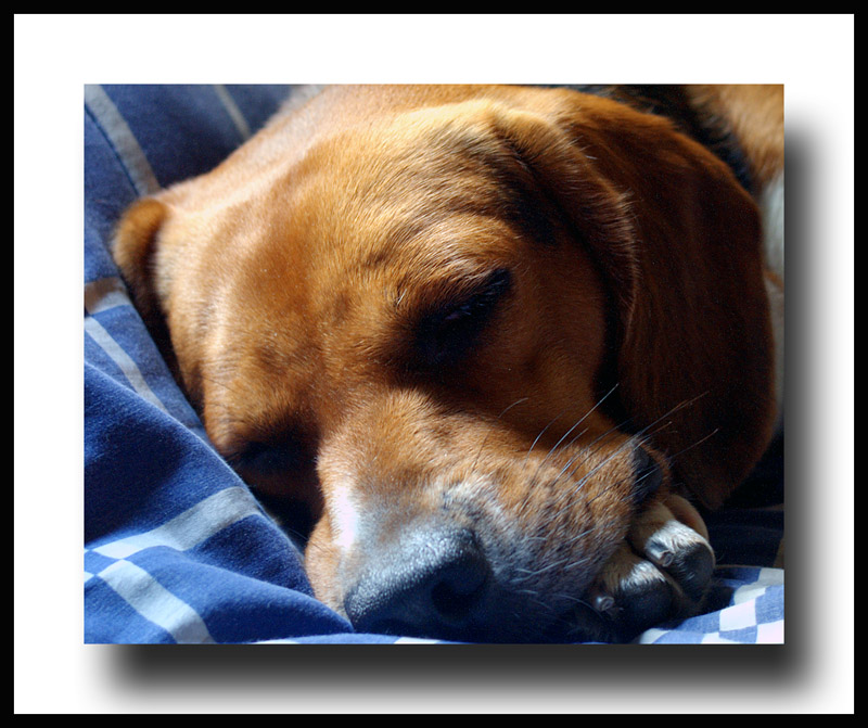 <b>Let Sleeping Dogs Lay</b>