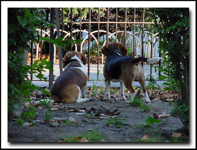 <b>The Grass Is Always Greener...</b>