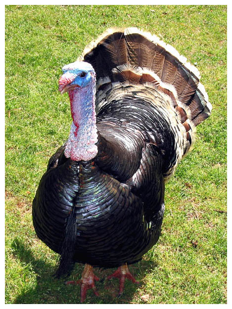 Safari Turkey