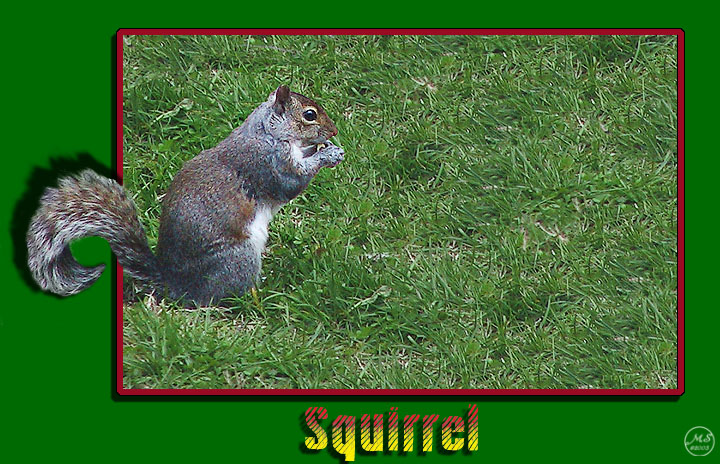 Squirrel